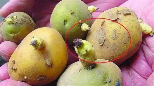 误吃烂梨瓜,一场意外的味蕾冒险