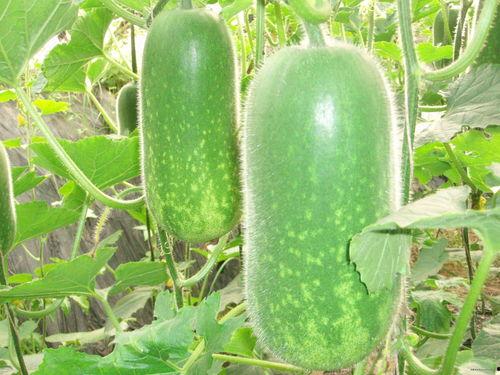 下载沉浸式吃瓜,跟随镜头，一探吃瓜界的奥秘与乐趣