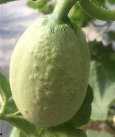 吃瓜网源,网络舆论场中的“瓜田”风云