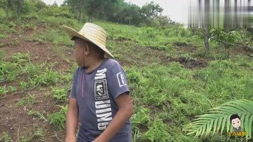 心玥战队吃瓜,幕后故事与精彩瞬间