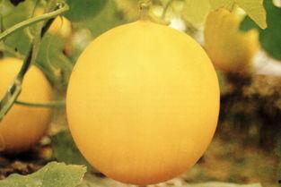 苍南吃瓜事件,一场网络舆论的风暴与反思