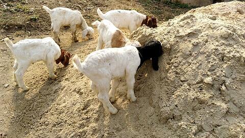 吃瓜少女羊小羊,揭秘娱乐圈那些事儿