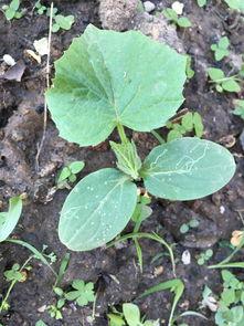 吃瓜叶种子,探寻植物生命的奇迹之旅