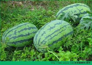 春天吃三瓜,西瓜、黄瓜、苦瓜的春季食养之道