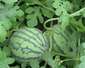 红瓜可以吃嘛孕妇,孕妇可安全食用的红瓜营养指南