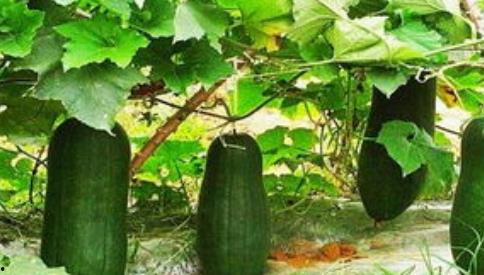 睡觉不如吃瓜作品,揭秘“睡觉不如吃瓜”现象背后的秘密