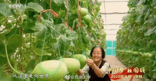 卫兵致敬吃瓜评论