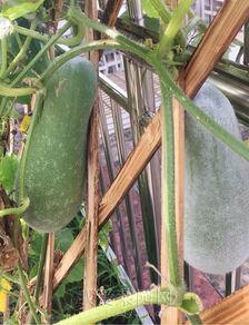 国内吃瓜专用,那些你不知道的“吃瓜”幕后故事