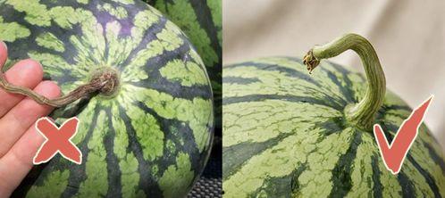 香港吃瓜在线观看,揭秘娱乐圈幕后风云