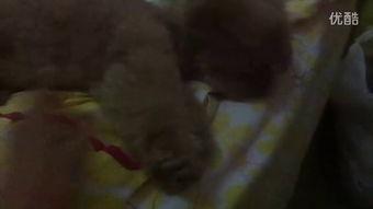 恶心的吃瓜视频,一场视觉与心理的双重挑战