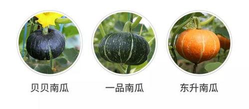 上朝代吃瓜系统,上朝代吃瓜系统的神秘面纱